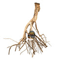 Zoo Med Talawa Mangrove Root 1ea/XL