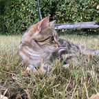 Alzoo Plant-Based Calming Collar Cat 13.8in.