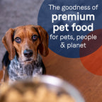 CANIDAE PURE Goodness Grain-Free LID Canned Dog Food Salmon and Sweet Potato 13oz