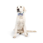 H&K Celebration D&C Bow Tie Happy Got Me Day Small