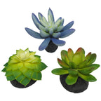 Komodo Desert Succulent Plant Blue Green; 1ea-3 pk