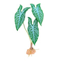 Komodo Standing Plant White Vein, 1ea/18 in