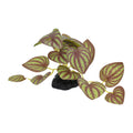 Komodo Standing Zebrina Plant 1ea/3.5 in, SM