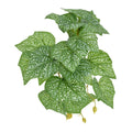 Komodo Standing Spotted Pothos Plant 1ea/5 in