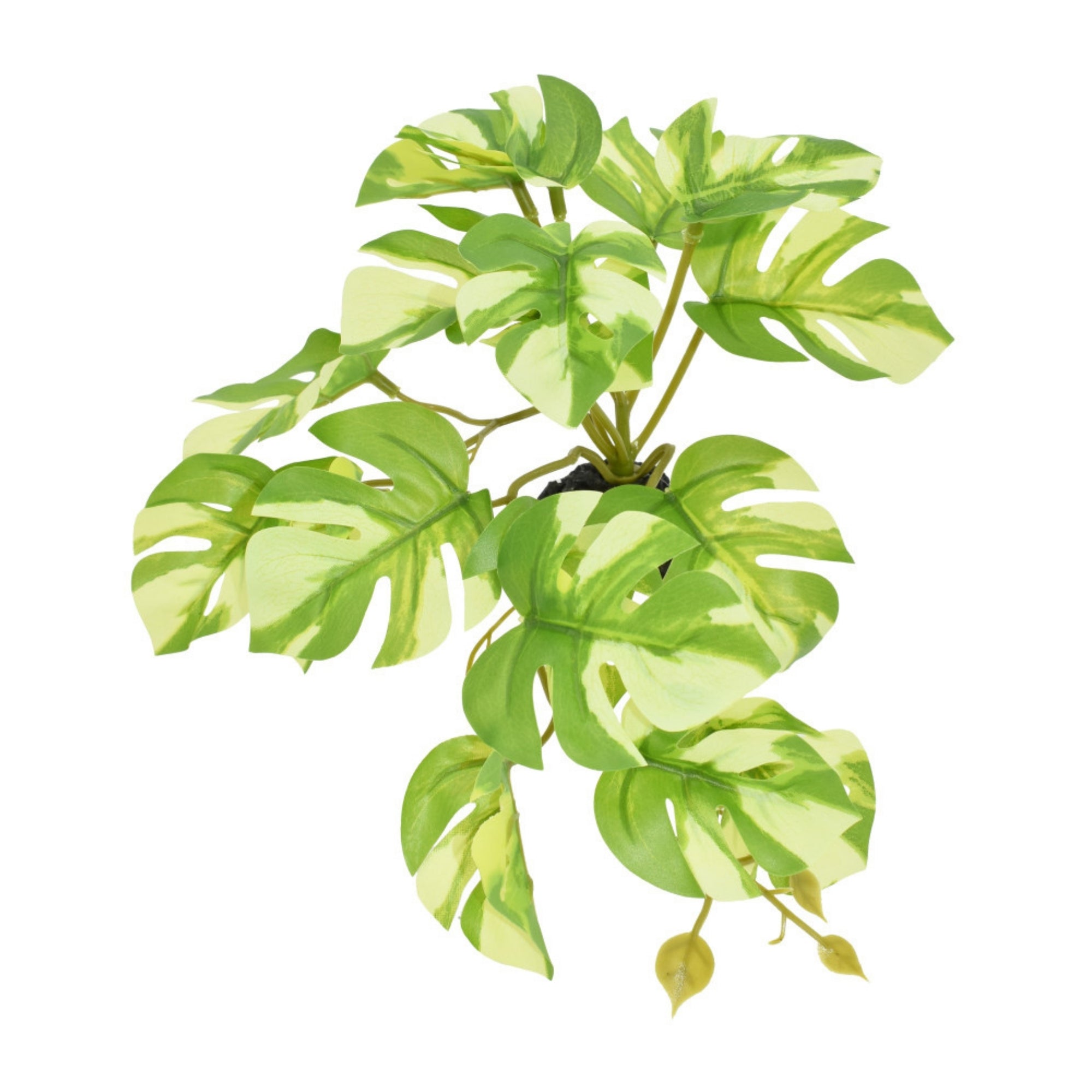 Komodo Standing Varigated Monstera Plant 1ea/5 in