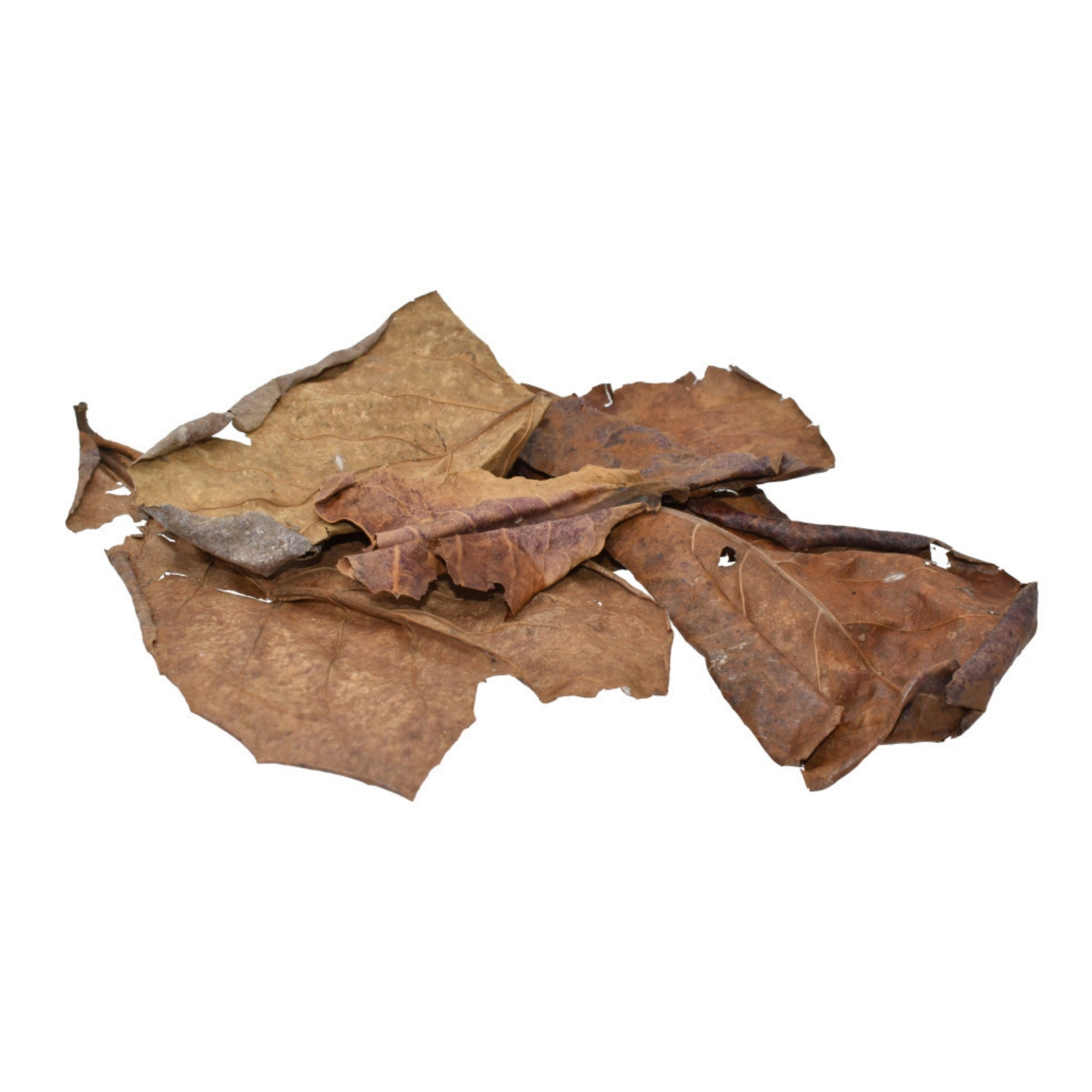 Komodo Dried Oak Leaves 1ea/.98 oz
