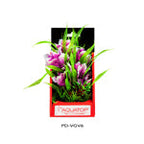 Aquatop Vibrant Garden Plant Violet; 1ea-6 in