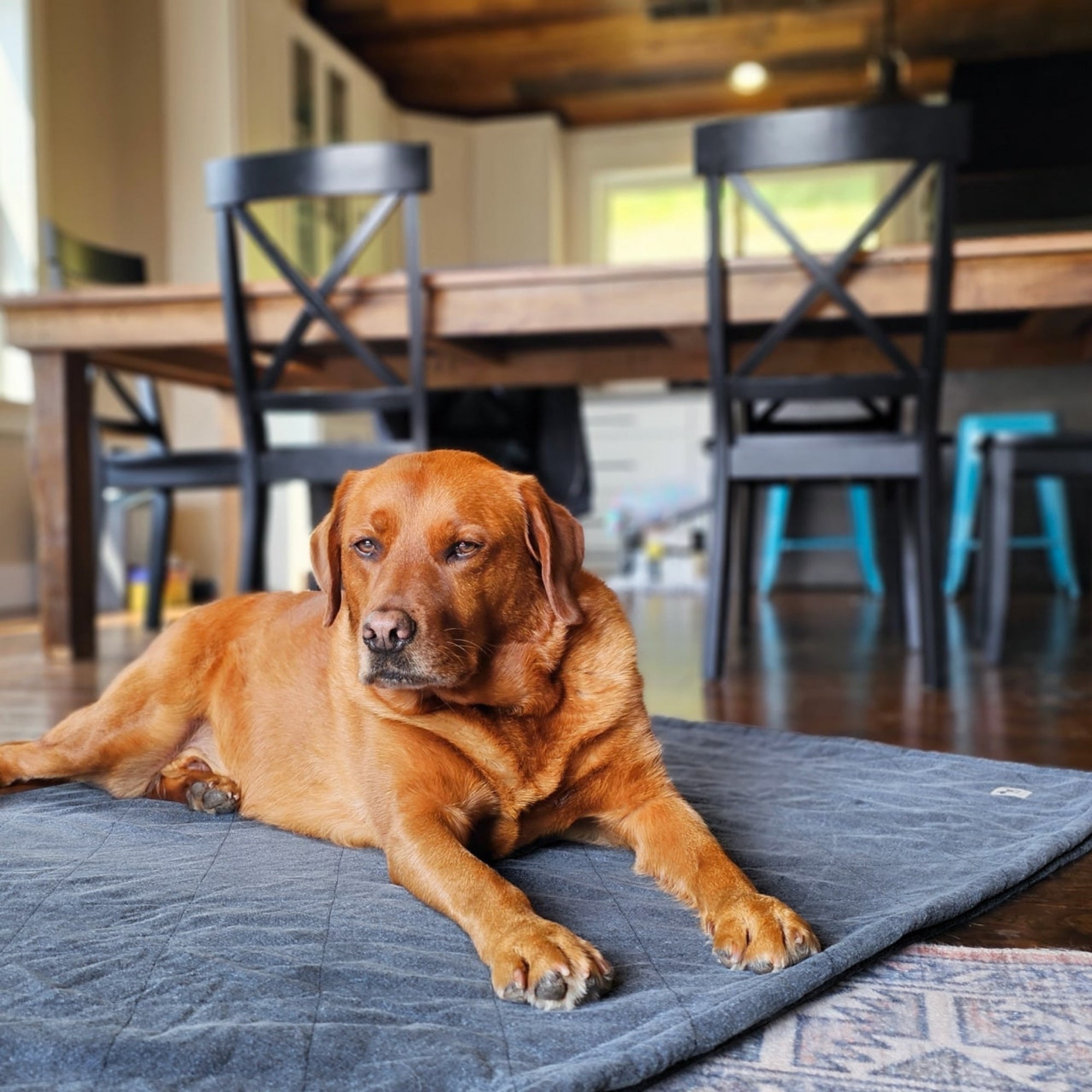 Molly Mutts Dog Cat Blanket Dragonstone Large 72" x 52"