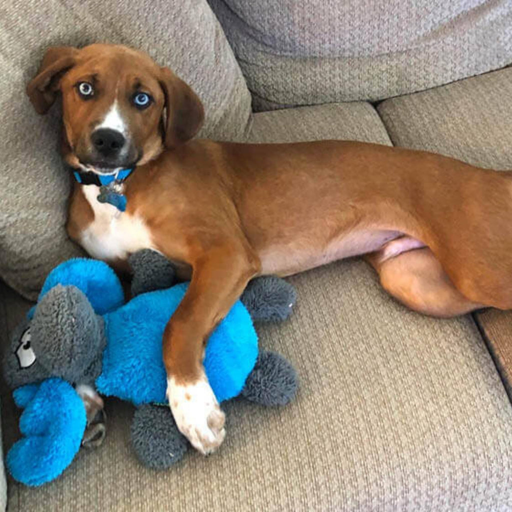 Cycle Dog Duraplush Moose Dog Toy Blue/Gray Medium