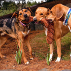 Cycle Dog Duraplush Springy Squirrel Dog Toy Brown Medium