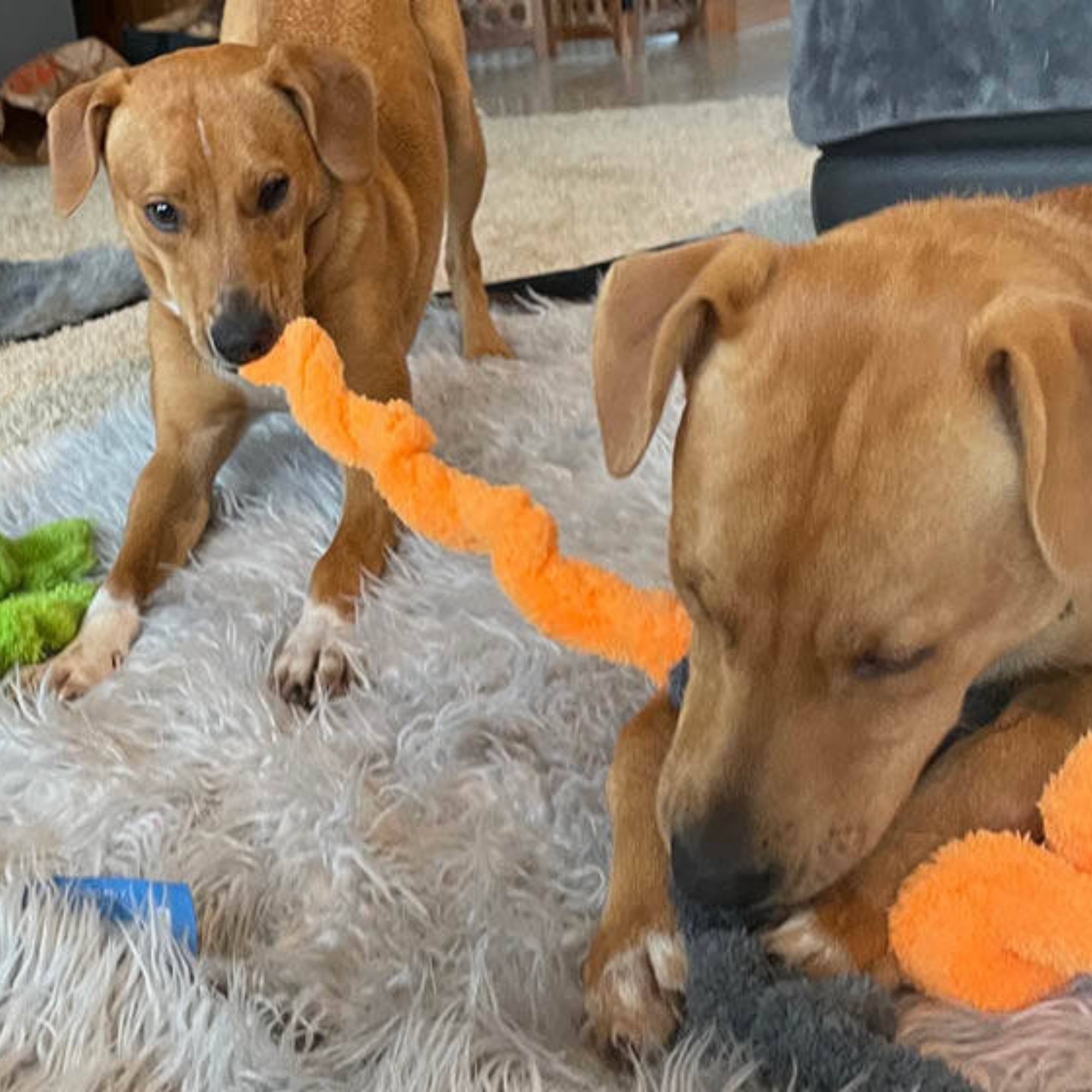 Cycle Dog Duraplush Springy Thing Dog Toy Blue/Green Medium