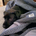 Molly Mutts Dog Cat Blanket Rough Gem Large  72" x 52"
