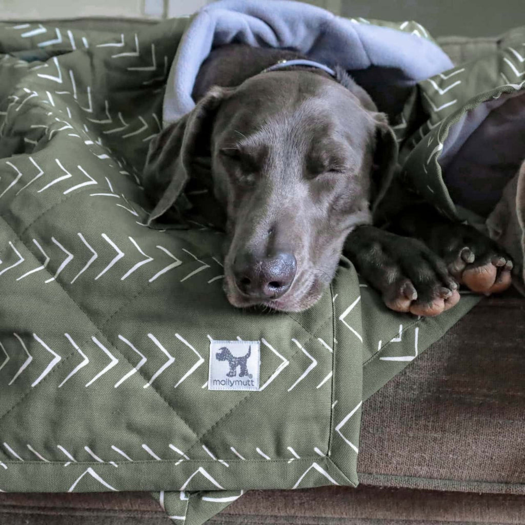 Molly Mutts Dog Cat Blanket Forever Young Medium 56" x 48"