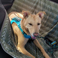 Molly Mutts Dog Cat Car Seat Cover Forever Young