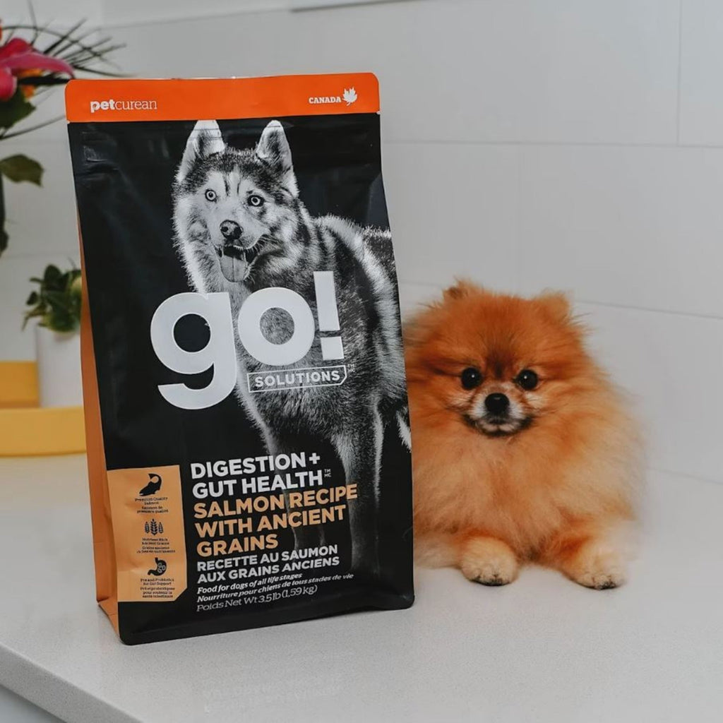 Go! Dog Digestion + Gut Health Salmon Ancient Grain 12Lb