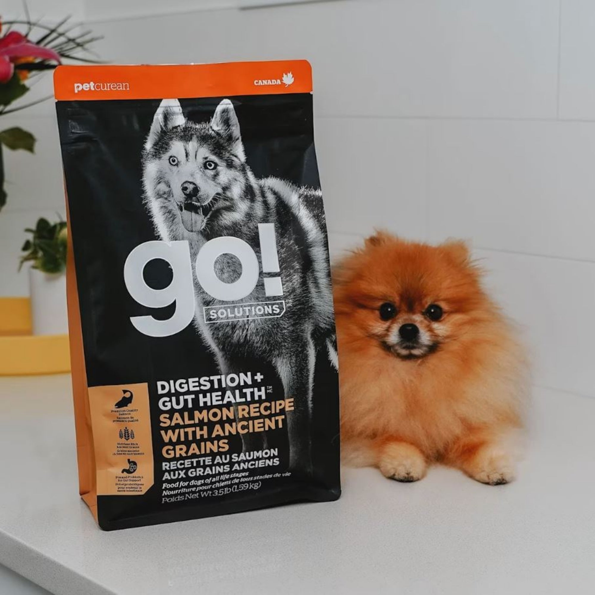 Go! Dog Digestion & Gut Health Salmon Ancient Grain 22Lb