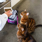 Go! Cat Skin & Coat Care Chicken With Grain 3Lb