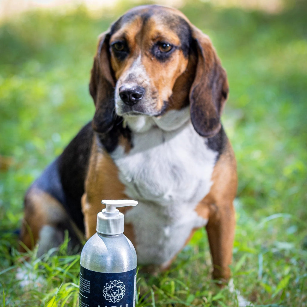 Holi Dog & Cat 16oz. Icelandic Salmon Oil