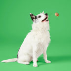 Project Hive Pet Company Hive Chew Treat Peanut Butter Small