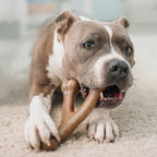 !Benebone Wishbone Durable Dog Chew Toy Bacon, 1ea/LG