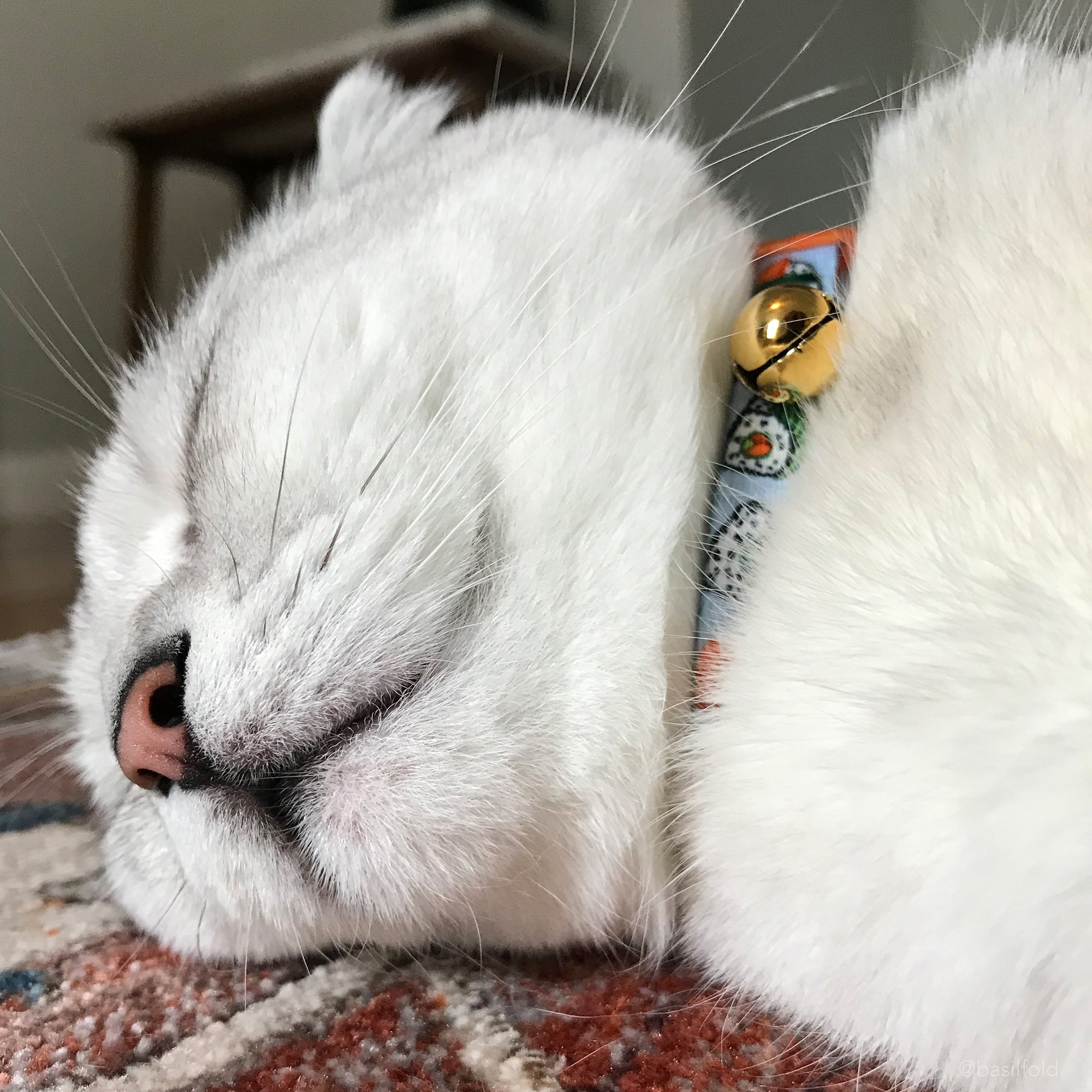 Coastal Products Safe Cat Fashion Adjustable Breakaway Collar-Sushi